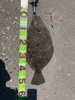 ヒラメの釣果