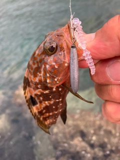 キジハタの釣果