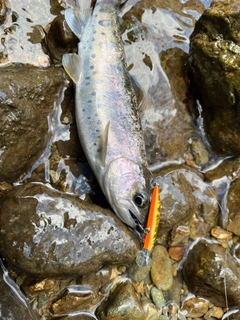 ヤマメの釣果