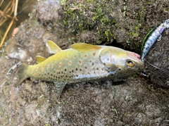 ブラウントラウトの釣果