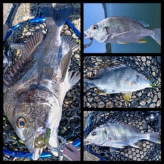 クロダイの釣果