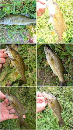 ラージマウスバスの釣果