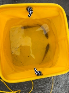 ハゼの釣果