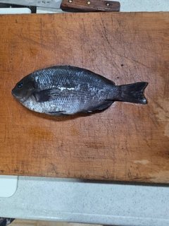 メジナの釣果