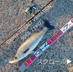 シーバスの釣果