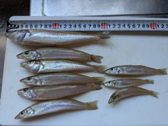 キスの釣果