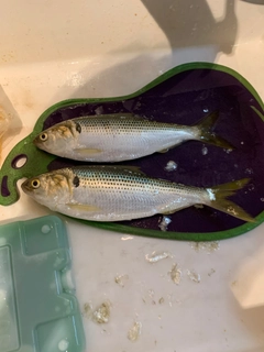 コノシロの釣果