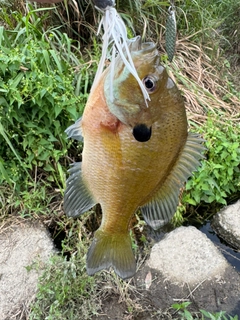 ブルーギルの釣果