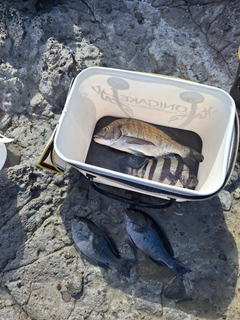 メジナの釣果