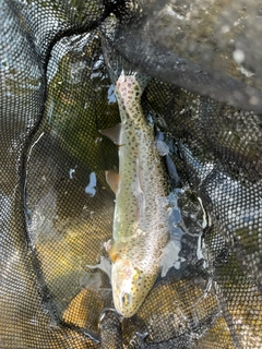 ニジマスの釣果