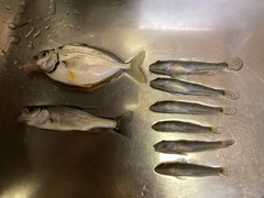 マハゼの釣果