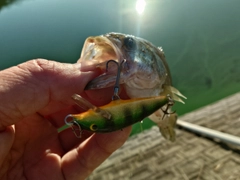 ブラックバスの釣果