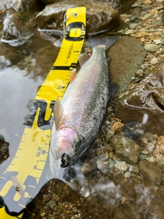 ニジマスの釣果