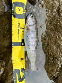 ヤマメの釣果