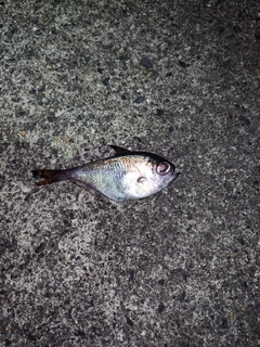ミナミハタンポの釣果