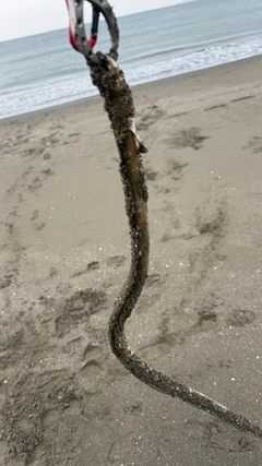 アナゴの釣果