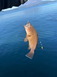 オオモンハタの釣果