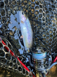 ニジマスの釣果