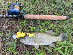 ブラックバスの釣果