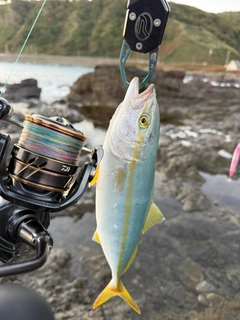 フクラギの釣果