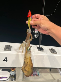コウイカの釣果