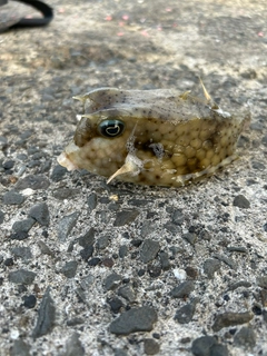 ウミスズメの釣果