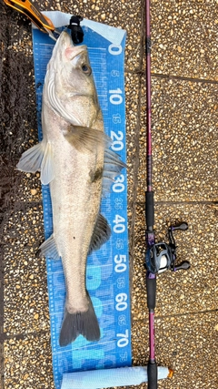 シーバスの釣果