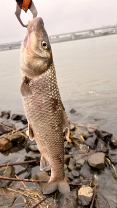 ニゴイの釣果