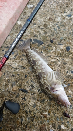 アイナメの釣果