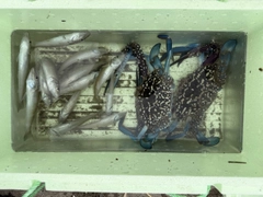 キスの釣果