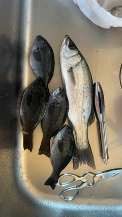 クロの釣果