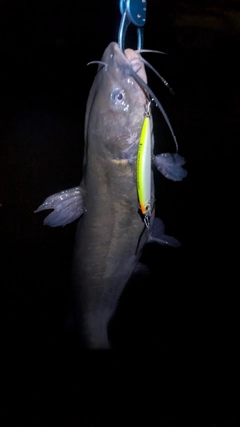 アメリカナマズの釣果