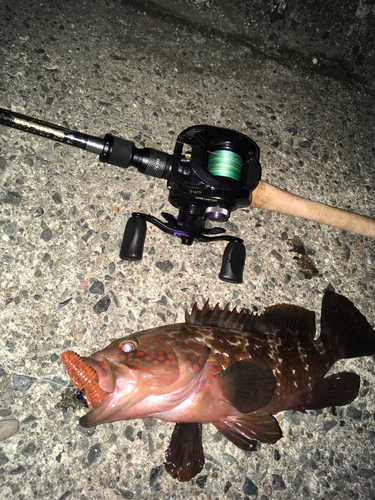 アコウの釣果