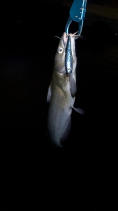 アメリカナマズの釣果