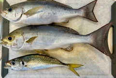 イサキの釣果