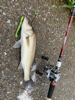セイゴ（マルスズキ）の釣果