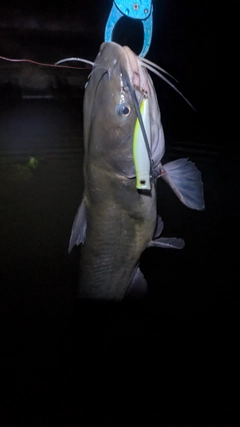 アメリカナマズの釣果