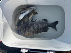 チヌの釣果