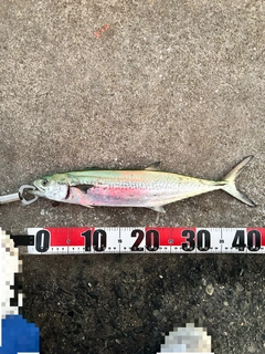 サゴシの釣果