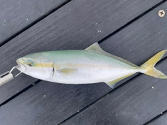 ワカシの釣果