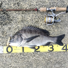 クロダイの釣果