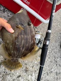 カワハギの釣果