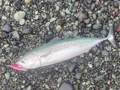 ソウダガツオの釣果