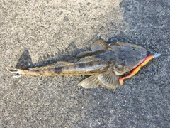 マゴチの釣果