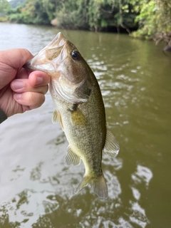ラージマウスバスの釣果