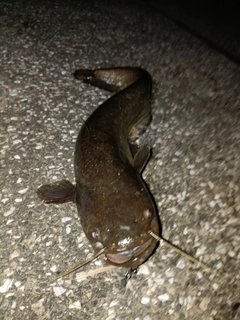 マナマズの釣果