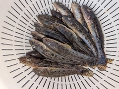マハゼの釣果