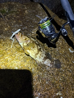 タケノコメバルの釣果
