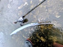 ダツの釣果