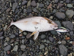 ショゴの釣果